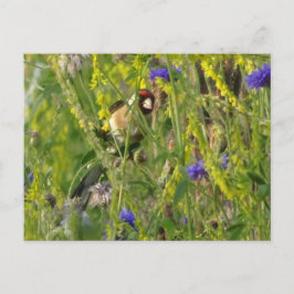 Niedliche Goldfinch im Feld DIY für freilebende Bl Postkarte