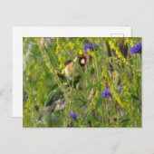 Niedliche Goldfinch im Feld DIY für freilebende Bl Postkarte (Vorne/Hinten)