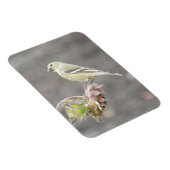 Niedliche Goldfinch mit Saatmagnet Magnet (Rechte Seite)