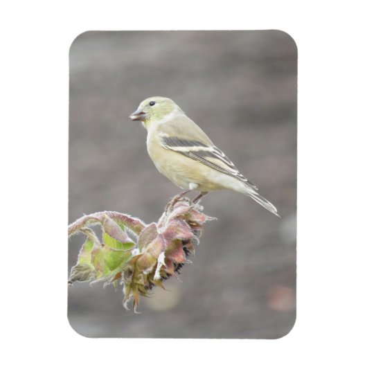 Niedliche Goldfinch mit Saatmagnet Magnet (Vertikal)