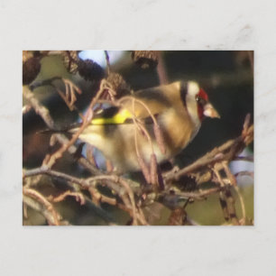 Niedliche Goldfinch Nah Up DIY Postkarte