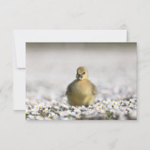 Niedliche Gosling-Natur-Fotokarte