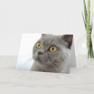 Niedliche graue Katze Karte
