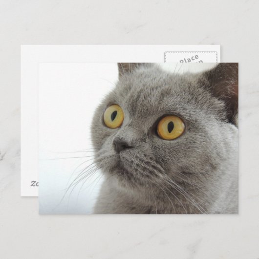 Niedliche graue Katze Postkarte (Vorne/Hinten)