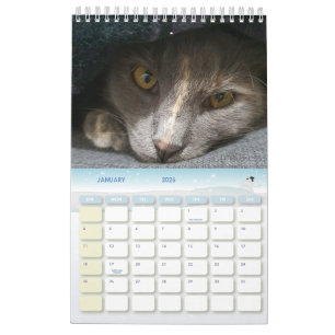 niedliche graue Katzenjacke Fotos 2025 Kalender