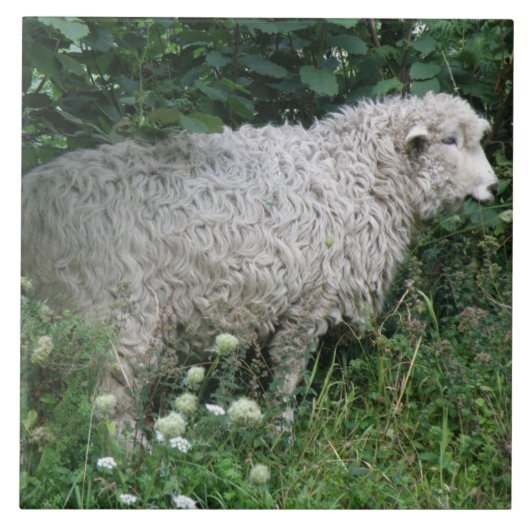 Niedliche, graue Schafe, die Tile essen Fliese (Vorderseite)