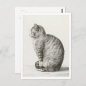 Niedliche graue und weiße Katze Postkarte (Vorne/Hinten)