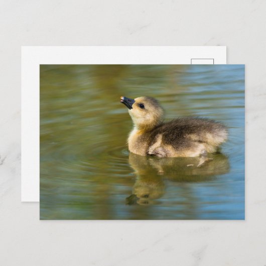 Niedliche Graugans Postkarte (Vorne/Hinten)