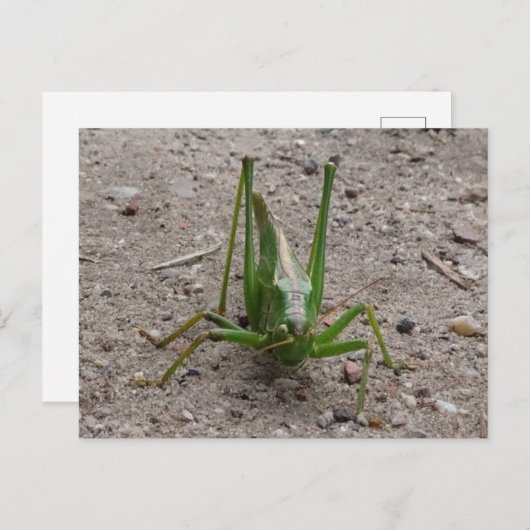 Niedliche grüne Grasshopper DIY Postkarte (Vorne/Hinten)