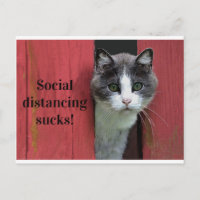 Niedliche grüne Mit Augen Katze, sozial differenzi