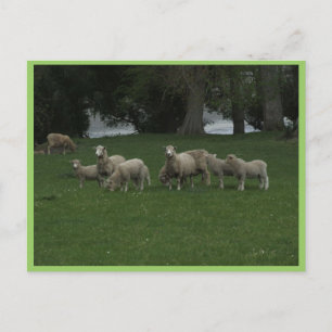Niedliche Gruppe Schafe, die Gras essen Postkarte
