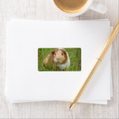 Niedliche Guinea Adressaufkleber (Insitu)