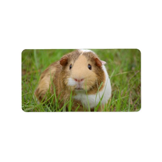 Niedliche Guinea Adressaufkleber (Vorne)