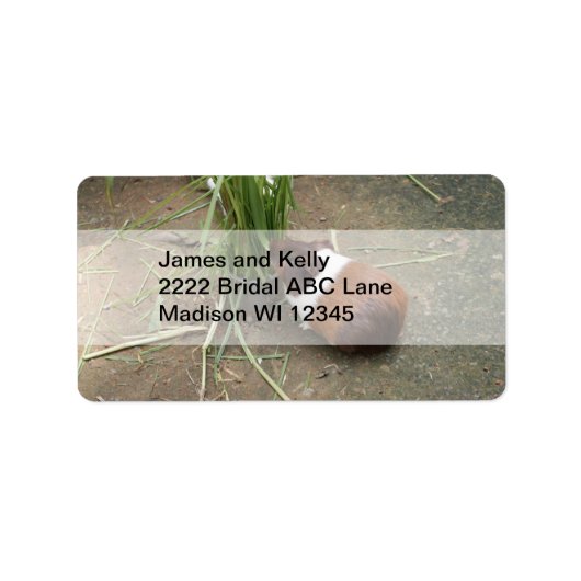 Niedliche Guinea Adressaufkleber (Vorne)