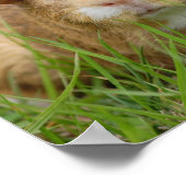 Niedliche Guinea Poster (Ecke)