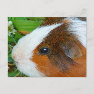 Niedliche Guinea Postkarte