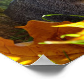 Niedliche Guinea Schwein in der Natur Poster (Ecke)