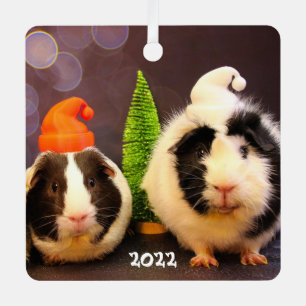 Niedliche Guinea Schweine in einer Weihnachtsmannm Ornament Aus Metall