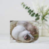 Niedliche Guinea Schweine Sicht auf Postkarte (Stehend Vorderseite)