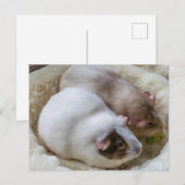 Niedliche Guinea Schweine Sicht auf Postkarte (Vorne/Hinten)