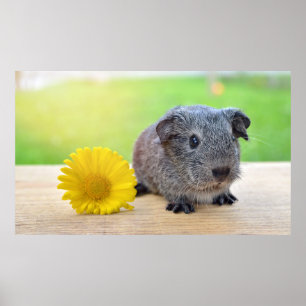 Niedliche Guinea Schweinefleisch mit Blume Poster