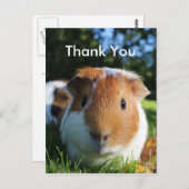 Niedliche Guinea Vielen Dank Postkarte (Vorne/Hinten)