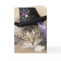 Niedliche Halloween Kitten Hexe
