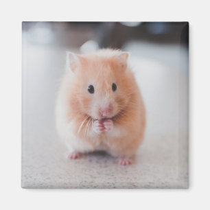 Niedliche Hamster-Liebe Magnet