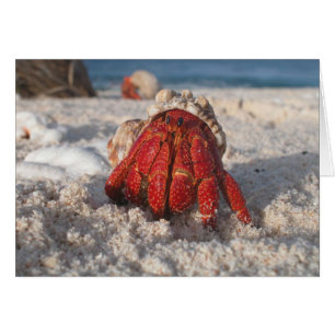 Niedliche Hermit Crab am weißen Sandstrand