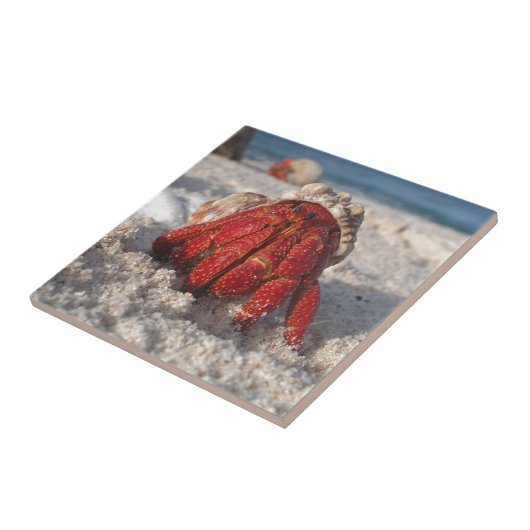 Niedliche Hermit Crab am weißen Sandstrand Fliese (Seite)