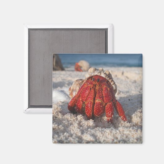 Niedliche Hermit Crab am weißen Sandstrand Nah-up Magnet (Vorderseite/Rückseite)