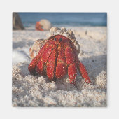 Niedliche Hermit Crab am weißen Sandstrand Nah-up Magnet (Vorne)