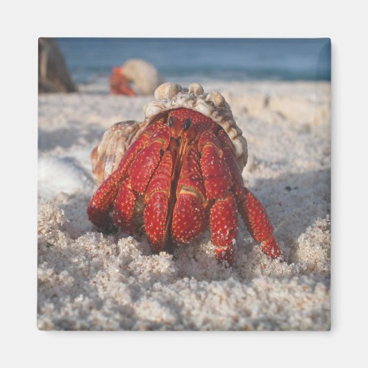 Niedliche Hermit Crab am weißen Sandstrand Nah-up Magnet (Vorne)
