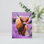 Niedliche Hochlandkuh auf Lavendelfeldern Postkarte (Stehend Vorderseite)