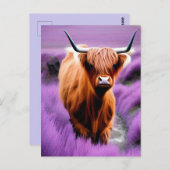 Niedliche Hochlandkuh auf Lavendelfeldern Postkarte (Vorne/Hinten)
