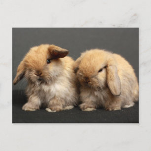 Niedliche Holland Lop Kits Postkarte