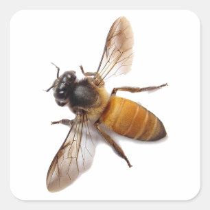 Niedliche Honigbiene Quadratischer Aufkleber