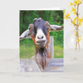 Niedliche, hübsche, herzliche Ziege, die gut aussi Karte (Gelbe Blume)