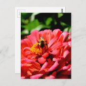 Niedliche Hummel aus roter Koralle Postkarte (Vorne/Hinten)