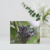 Niedliche Hummingvögel Fotografie Postkarte (Stehend Vorderseite)