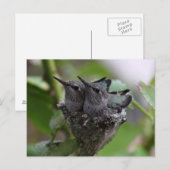 Niedliche Hummingvögel Fotografie Postkarte (Vorne/Hinten)