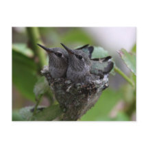 Niedliche Hummingvögel Fotografie