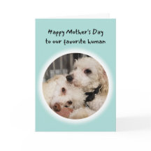 Niedliche Hunde Du bist mein Lieblingstag der Mutt