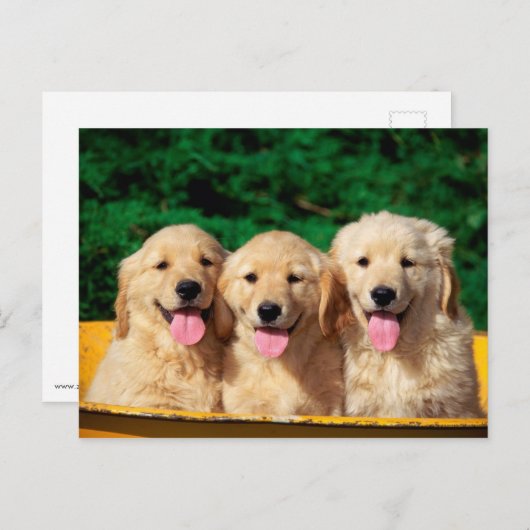 Niedliche Hunde Postkarte (Vorne/Hinten)