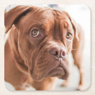 Niedliche Hunde Untersetzer 6