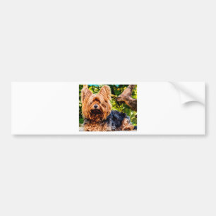 Niedliche Hundehaustier Yorkie Autoaufkleber