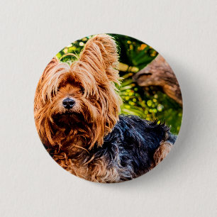 Niedliche Hundehaustier Yorkie Button