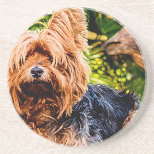 Niedliche Hundehaustier Yorkie Sandstein Untersetzer