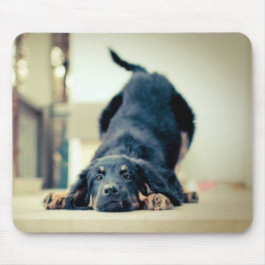 Niedliche Hundemausunterlage Mousepad (Vorne)