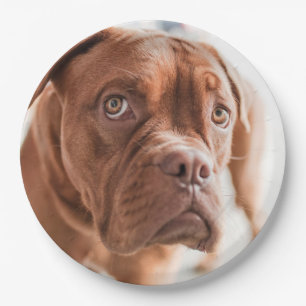 Niedliche Hundepapier-Teller 6 Pappteller
